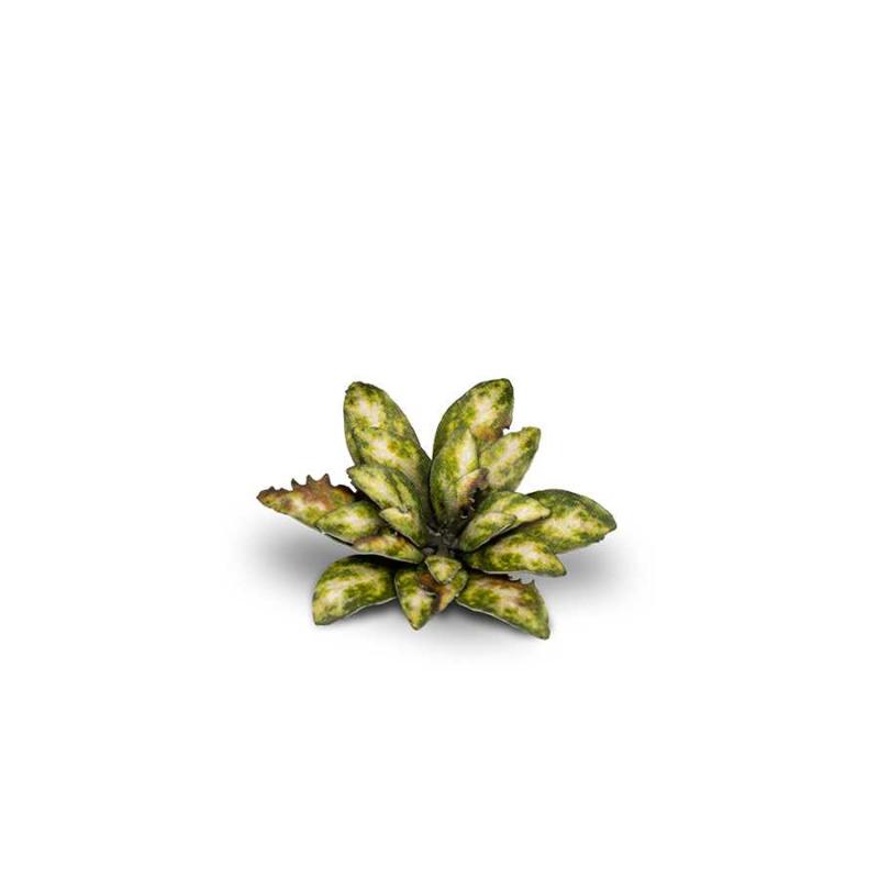 Gamers Grass - Laser Plant - Dumb Cane