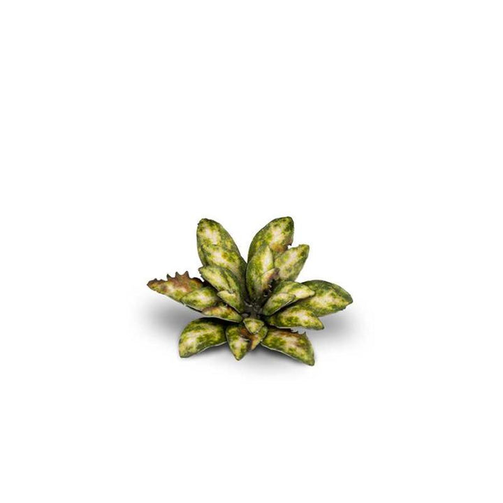 Gamers Grass - Laser Plant - Dumb Cane