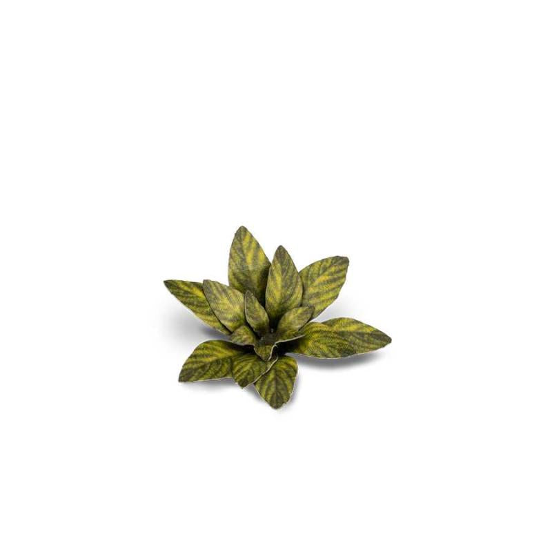 Gamers Grass - Laser Plant - Dumb Cane
