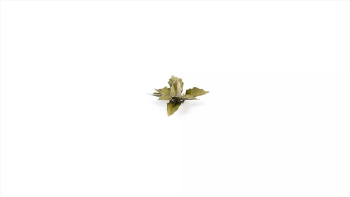 Gamers Grass - Laser Plant - Plantain Lily